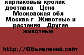 карликовый кролик      доставка › Цена ­ 1 000 - Московская обл., Москва г. Животные и растения » Другие животные   